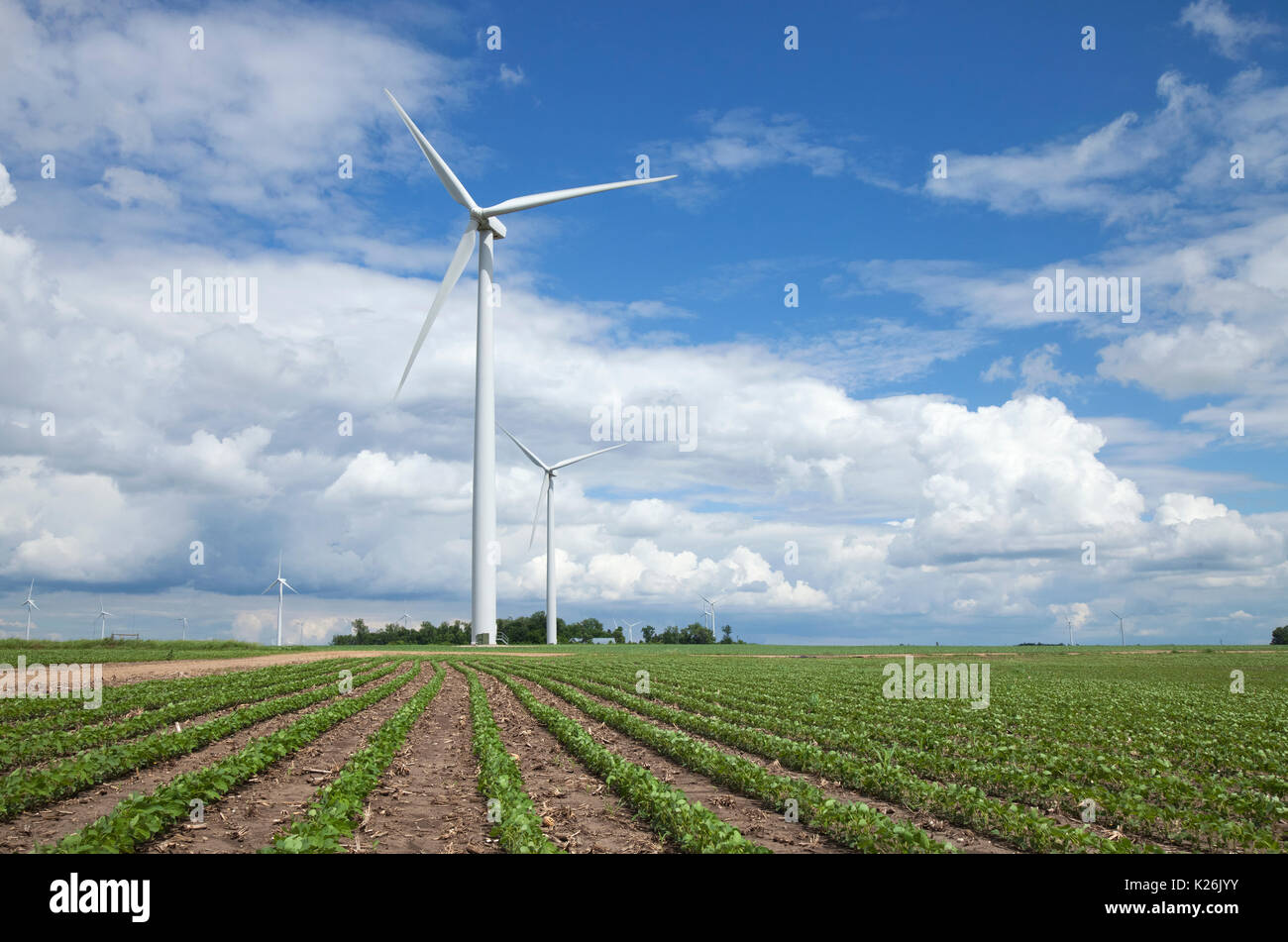 Turbinas de viento en un campo de soya en una tarde soleada con el cielo azul y las nubes Foto de stock