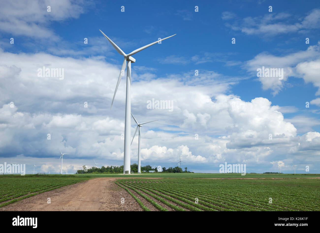 Turbinas de viento en un campo de soya en una tarde soleada con el cielo azul y las nubes Foto de stock