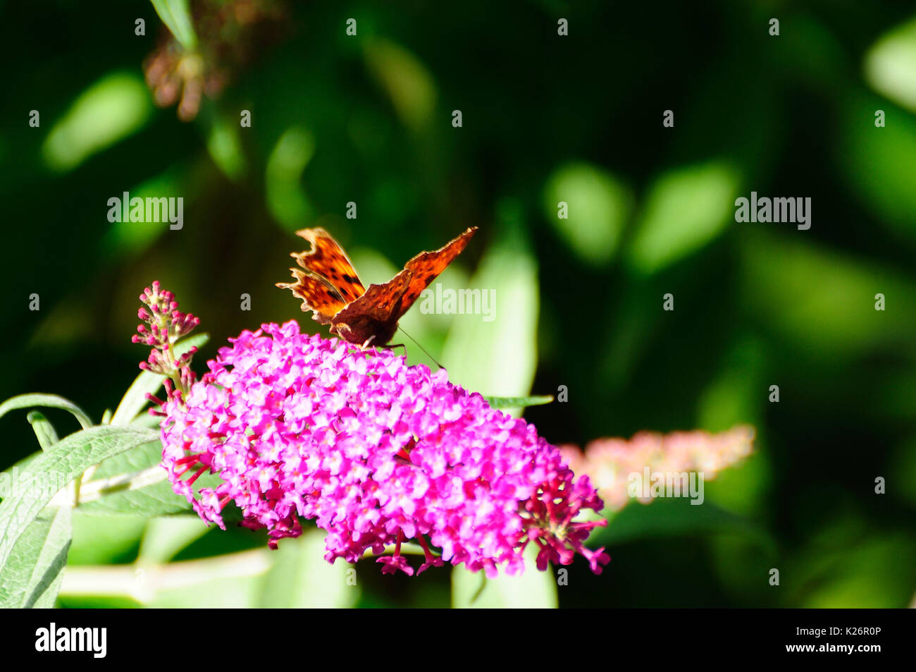 Mariposa sobre una Buddleia bush Foto de stock