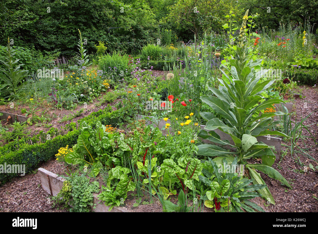 Jardín de granja con acelga (Beta vulgaris) (Mullein Verbascum), y pieplant orache, Alemania Foto de stock