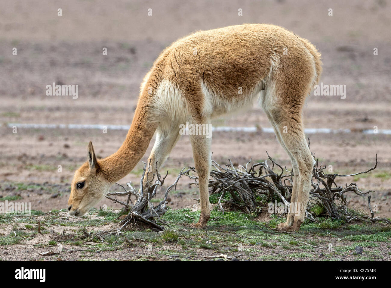 Vicuña pastoreo Altiplano Perú Foto de stock