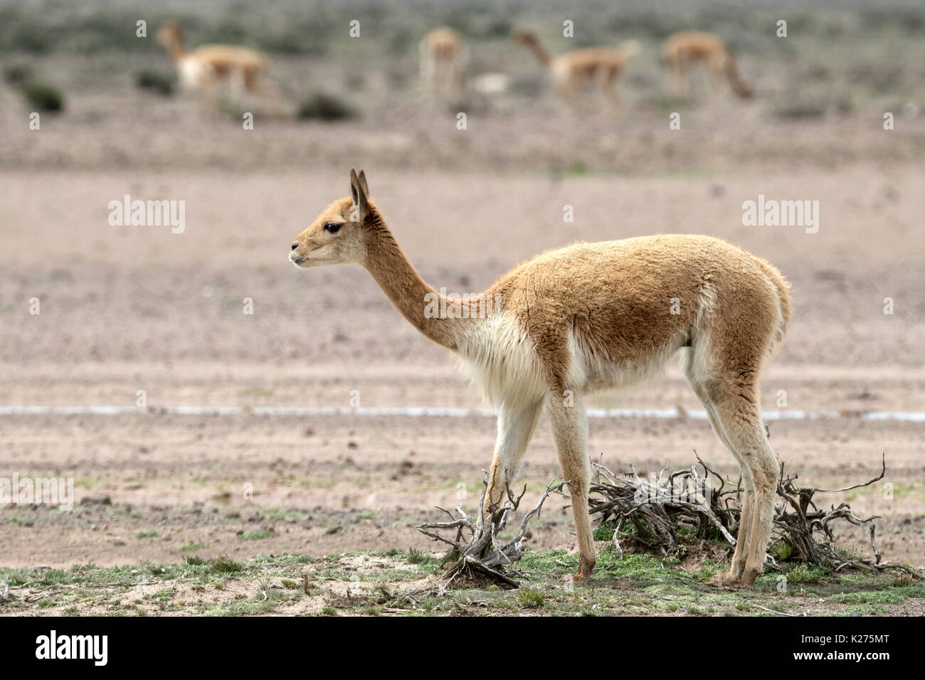 Vicuña pastoreo Altiplano Perú Foto de stock