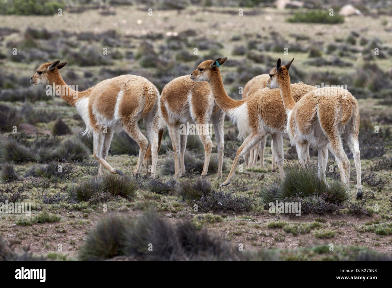 Vicuña pastoreo Altiplano Perú Foto de stock