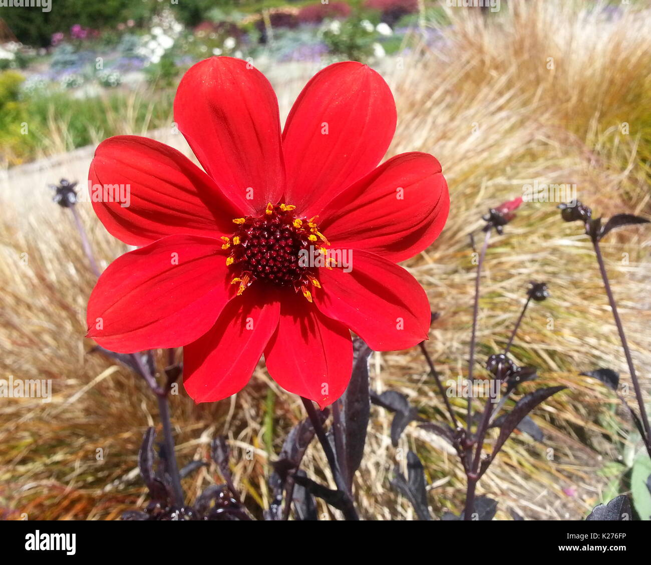 Dalia Obispo de Llandaff Foto de stock