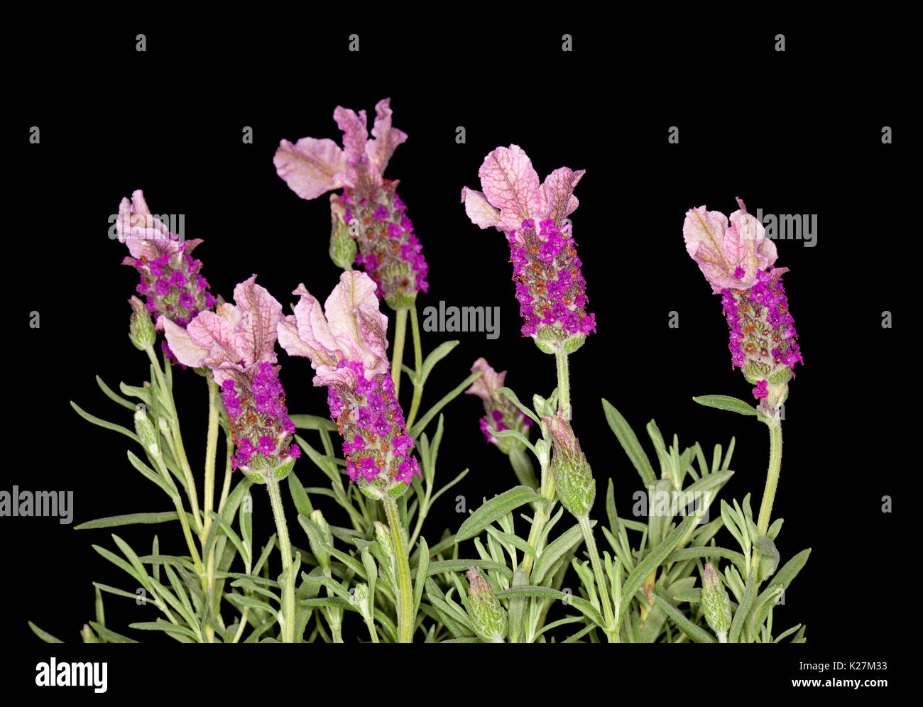 Flores de color rosa lavanda fotografías e imágenes de alta resolución -  Alamy