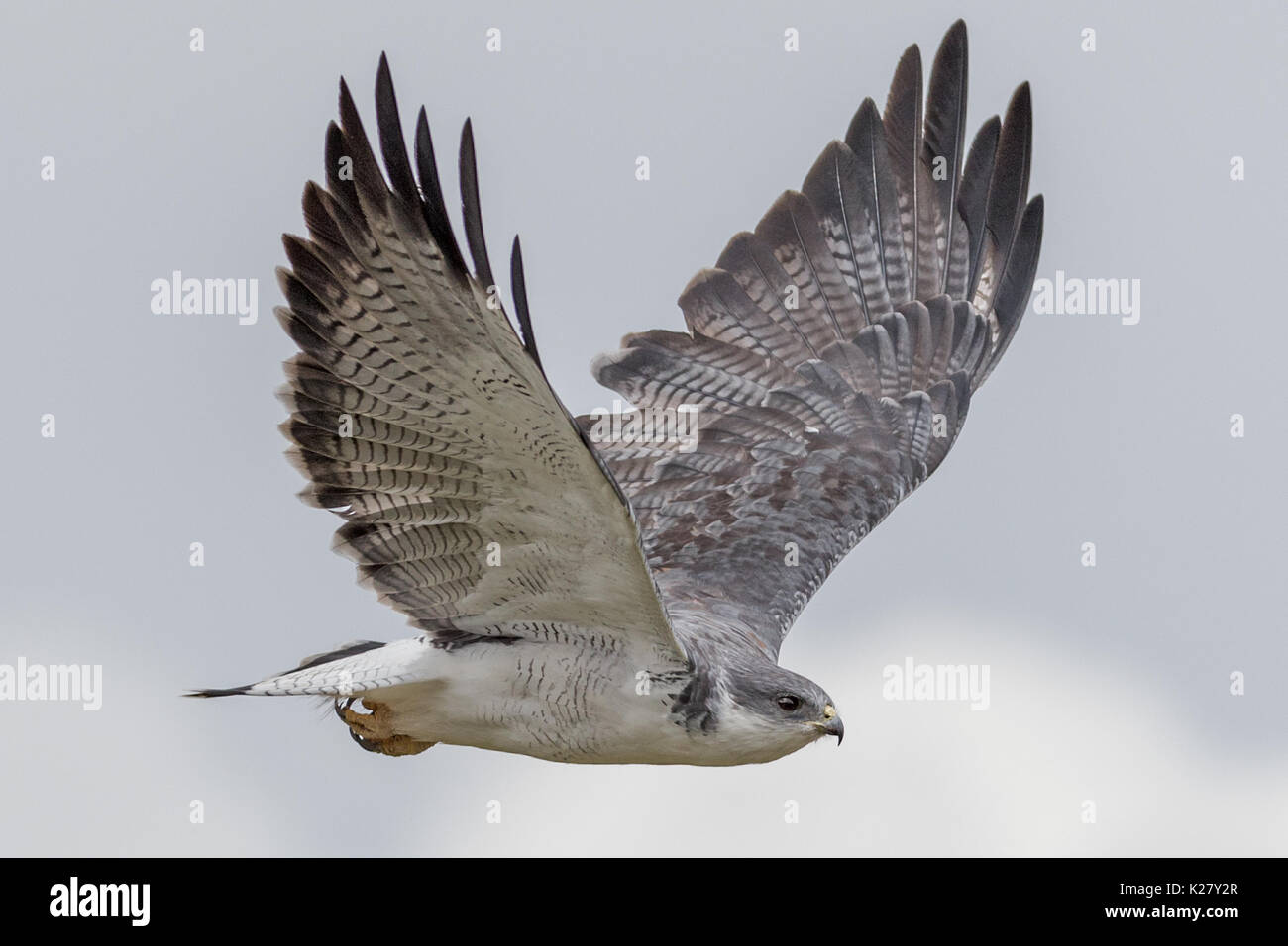 Variable Hawk (Buteo polyosoma) Alti plano Foto de stock