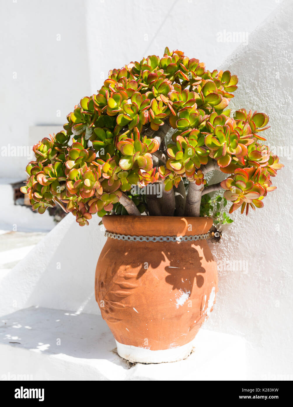 Crassula Ovata el dinero o planta de jade en una maceta de barro, Mykonos, Grecia. Foto de stock