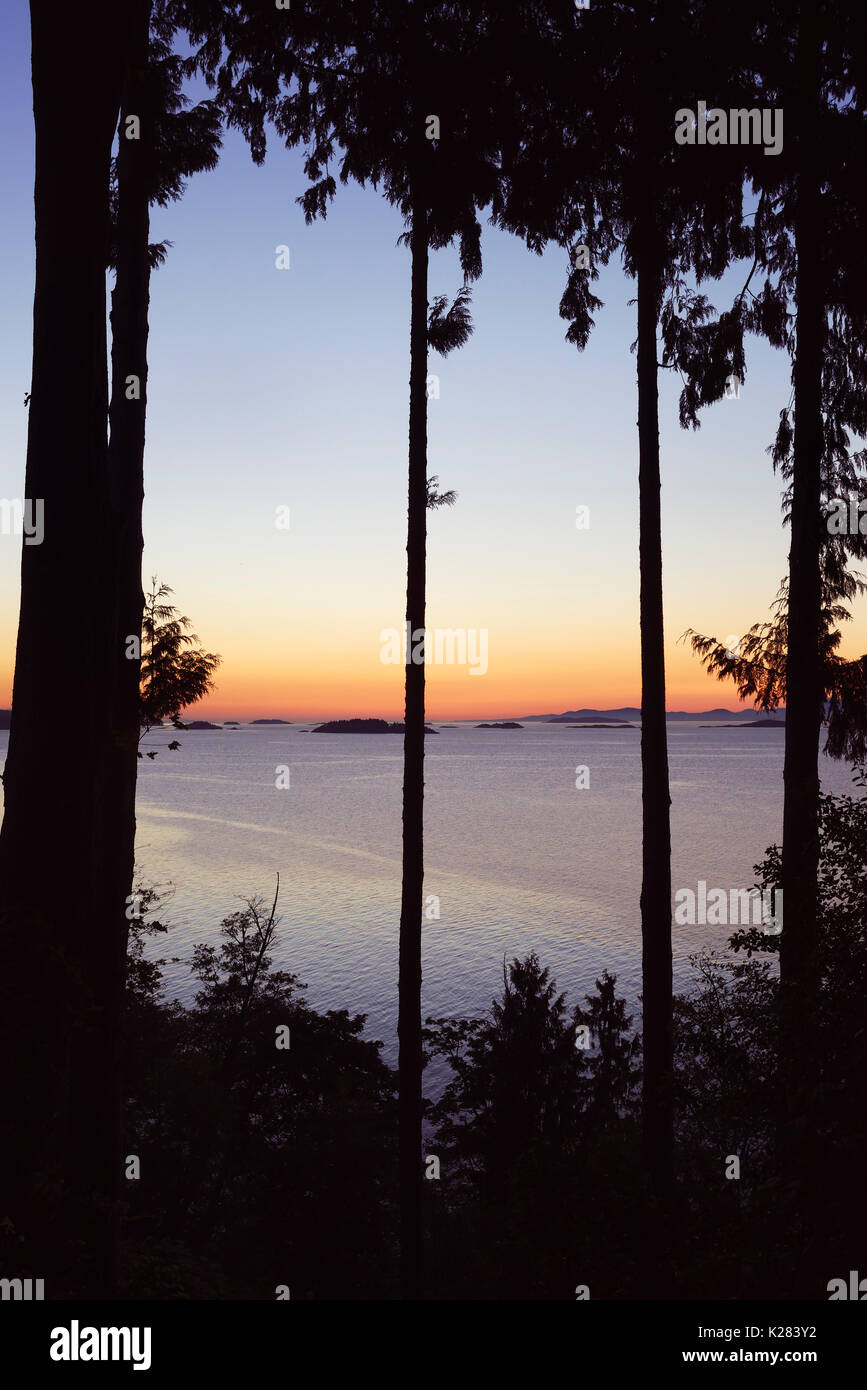 El cielo del atardecer sobre el océano escenario natural ver a través de altos árboles de cedro, enmarcado por las ramas. Estrecho de Georgia, el Salish Mar, Océano Pacífico en Nanaimo, Va Foto de stock