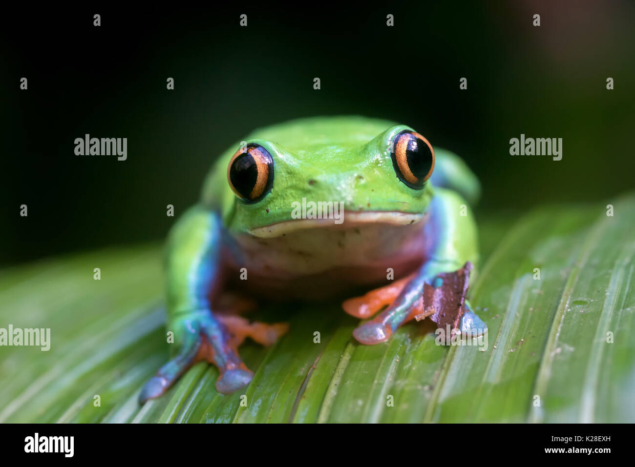 Agalychnis annae fotografías e imágenes de alta resolución - Alamy