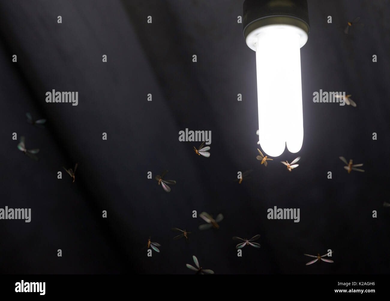 Muchas polillas termitas voladoras / cerrar en torno a una bombilla de luz blanca iluminada en un techo de una casa Foto de stock