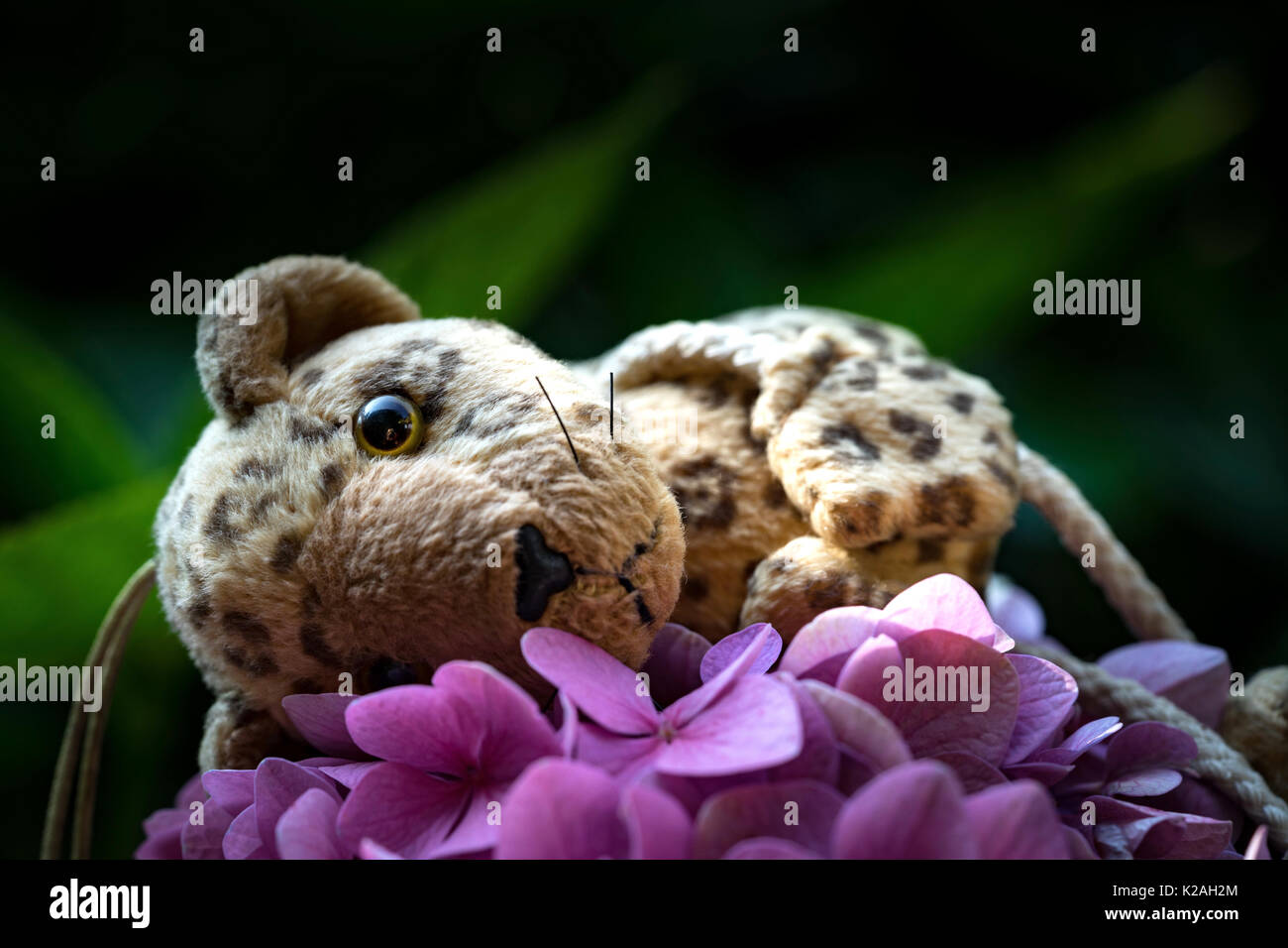 La selva de bebé (Leopard) es un peluche y reposa sobre una hortensia en el jardín Foto de stock