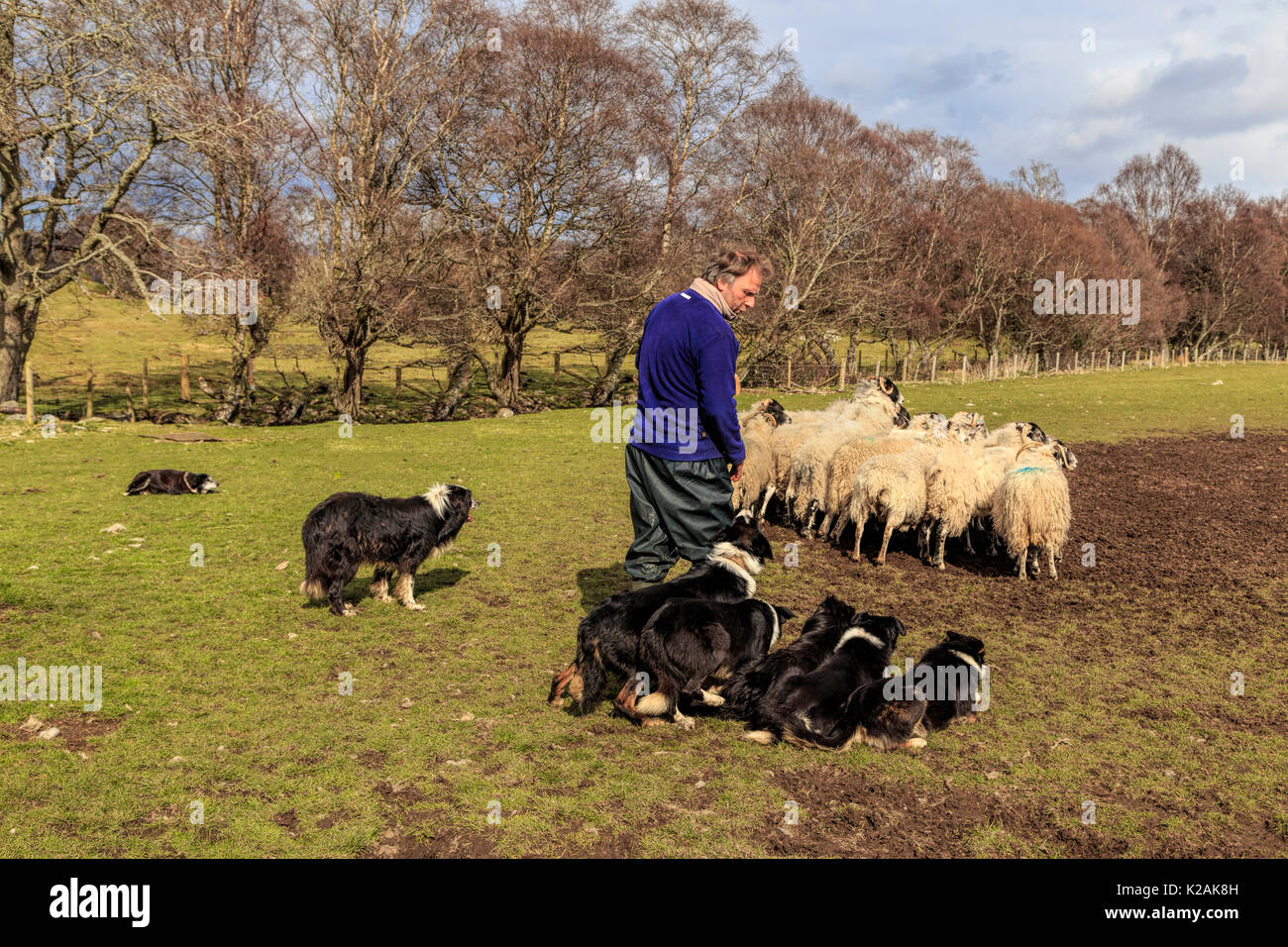 Ganadería ovina dando una demostración con sus perros de trabajo, Border Collie arrear una serie de Scottish Blackface ovejas Kincraig, Escocia, Reino Unido. Foto de stock