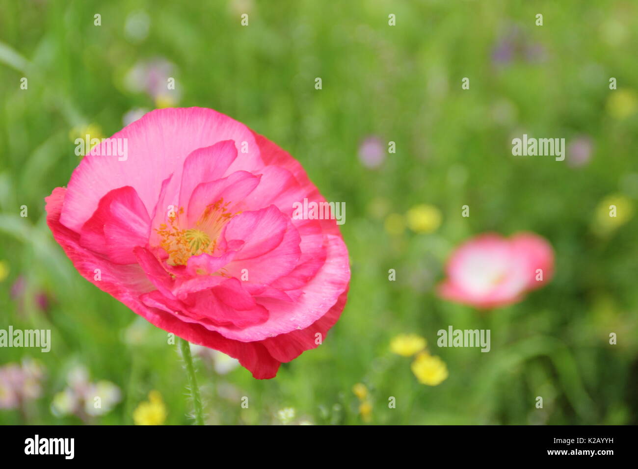 Doble Shirley adormidera (Papaver rhoeas), una planta anual resistente con colores pastel y pétalos de seda, florece en una pradera pictórico inglés a mediados de verano. Foto de stock