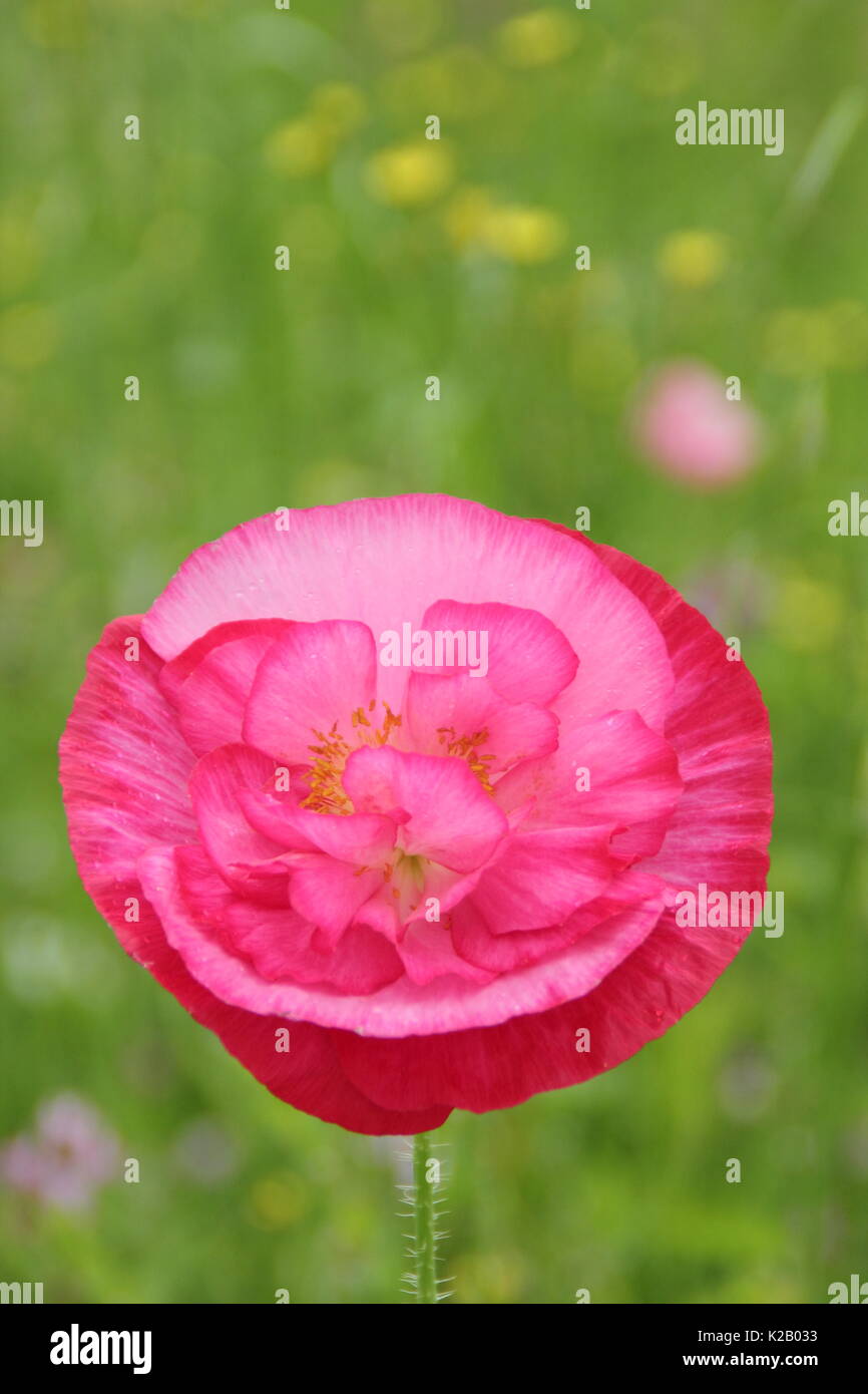 Doble Shirley adormidera (Papaver rhoeas), una planta anual resistente con colores pastel y pétalos de seda, florece en una pradera pictórico inglés a mediados de verano. Foto de stock