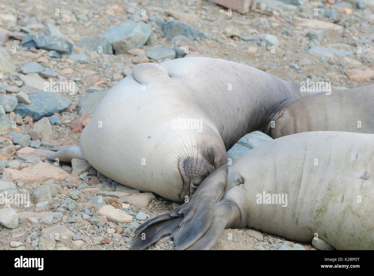 Norte de elefantes marinos (Mirounga angustirostris) dormir en la playa, Baja California, México. Foto de stock
