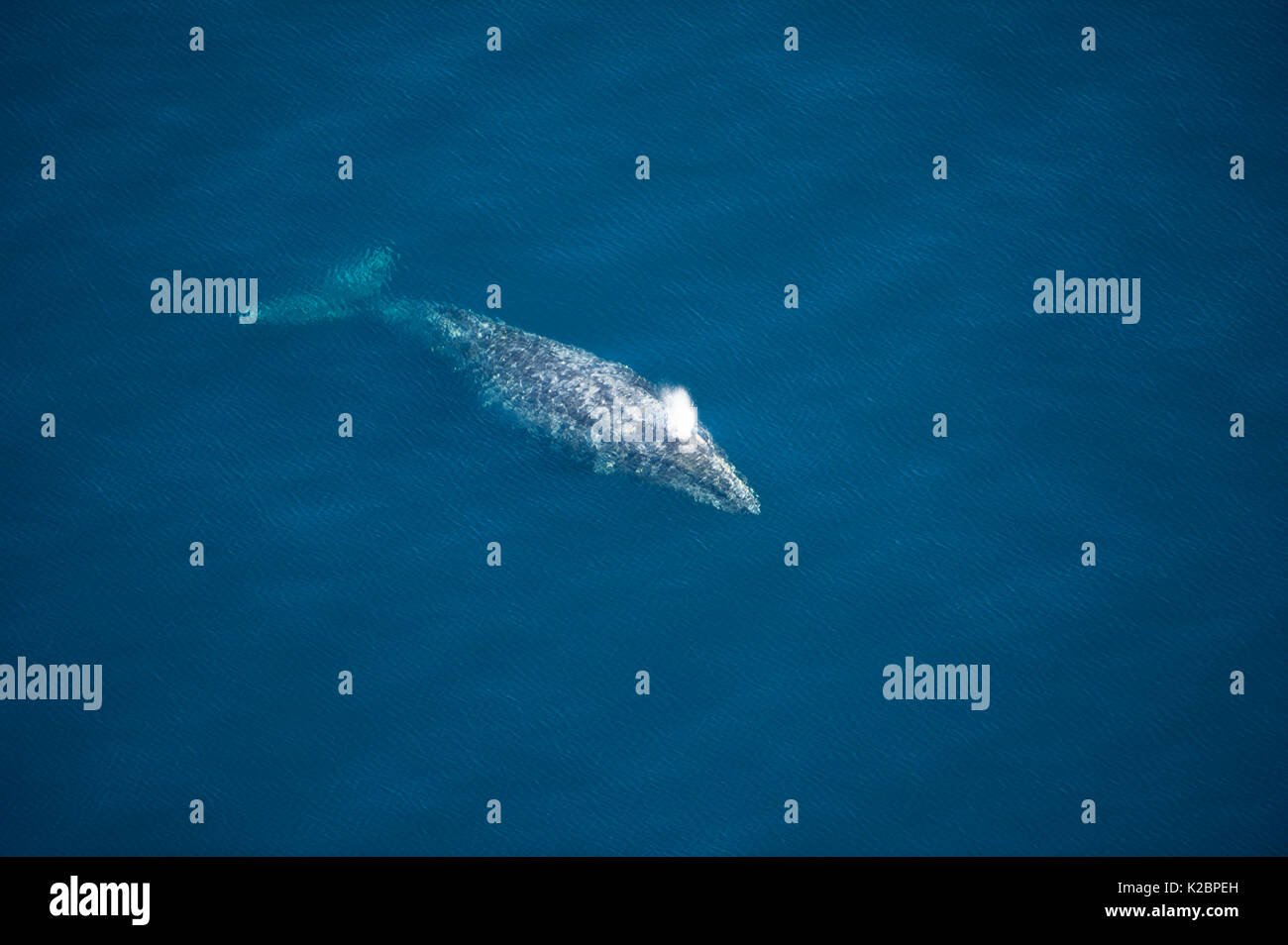 La ballena gris (Eschrichtius robustus) Vista aérea de la migración de la ballena, en la costa de California, EE.UU., el Océano Pacífico Oriental Foto de stock