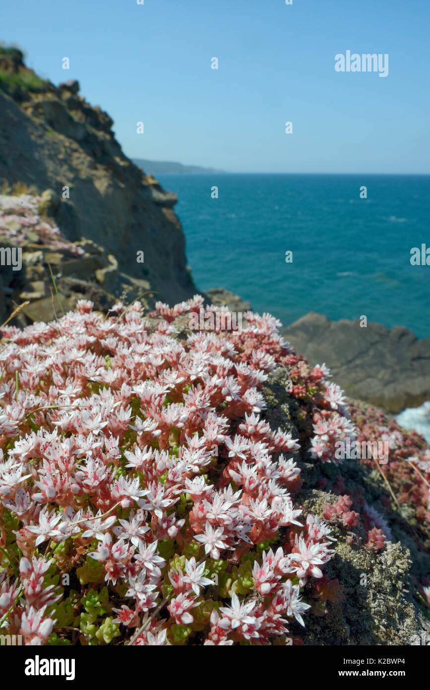 Inglés (Sedum anglicum stonecrop) racimos floreciendo en el acantilado, Widemouth Bay, Cornwall, Reino Unido, junio. Foto de stock
