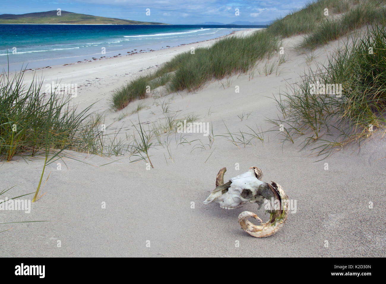 Cráneo de Hebridean ovejas en la playa y el mar, Traigh Lar, North Uist, Hébridas, Escocia, Reino Unido, junio. Foto de stock