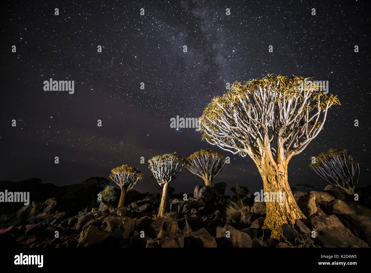 Temblar los árboles (Aloe dichotoma) con la Vía Láctea en la noche, Keetmanshoop, Namibia. Foto de stock
