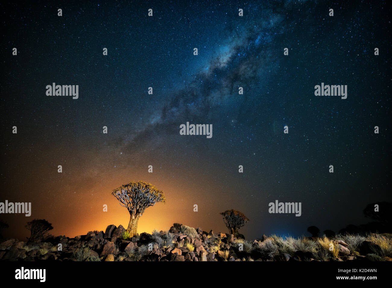 El carcaj tree (Aloe dichotoma) con la Vía Láctea en la noche, y la contaminación lumínica de la ciudad en la distancia, Keetmanshoop, Namibia. Colores acentuada digitalmente. Foto de stock