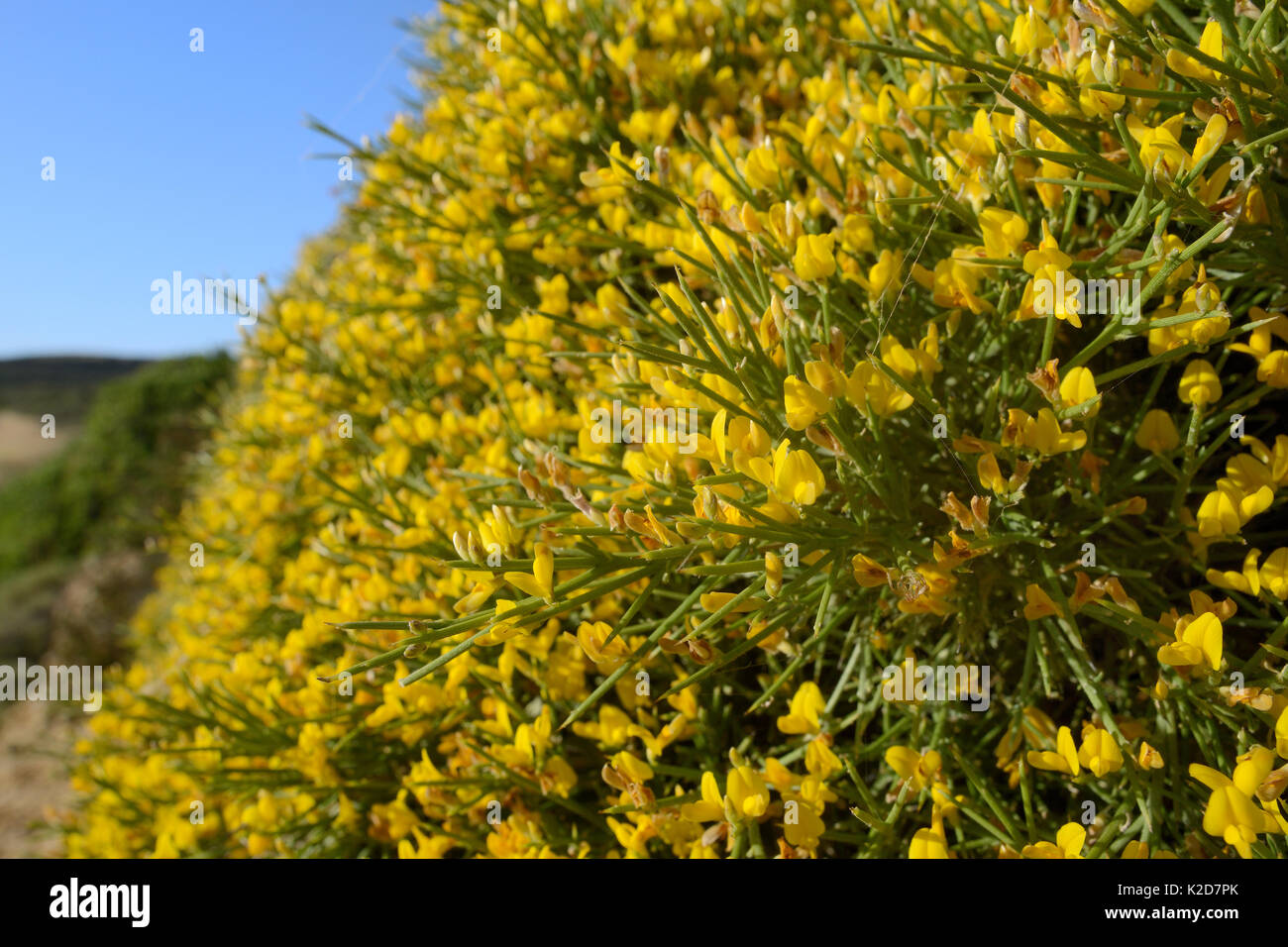 Racimos de bajo crecimiento (Genista acanthoclada barredora) con hojas espinosas entre la garriga / phrygana matorral, Lasithi, Creta, Grecia, en mayo de 2013. Foto de stock
