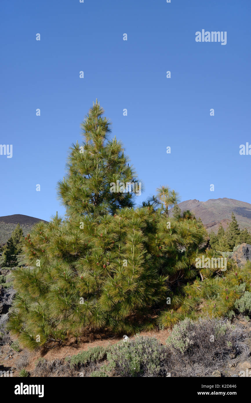 Los pinos canarios (Pinus canariensis), endémica de las Islas Canarias, el cultivo y la producción de numerosos conos masculinos entre los antiguos flujos de lava volcánica debajo de El Teide, Parque Nacional del Teide, Tenerife, Islas Canarias, en mayo. Foto de stock