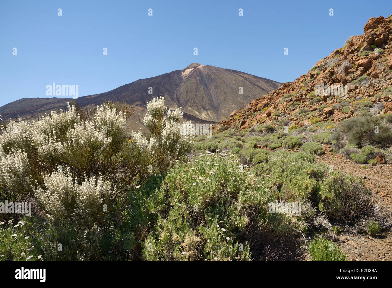 Teide escoba (Spartocytisus supranubius blanco) y arbustivas (Pterocephalus lasiospermus scabious) florece en las laderas del Monte Teide, Parque Nacional del Teide, Tenerife, Mayo. Foto de stock