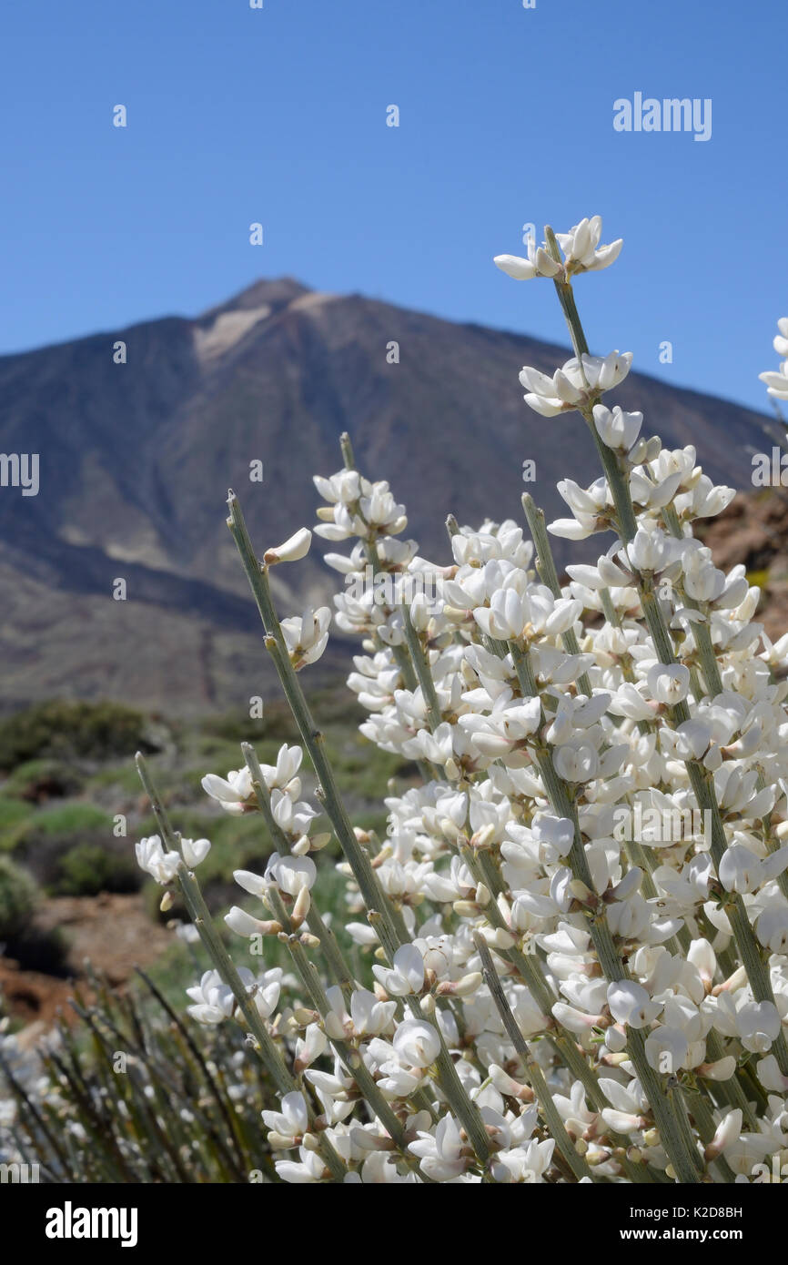 Teide escoba (Spartocytisus supranubius blanco) la floración en las laderas del Monte Teide, Parque Nacional del Teide, Tenerife, Mayo. Foto de stock