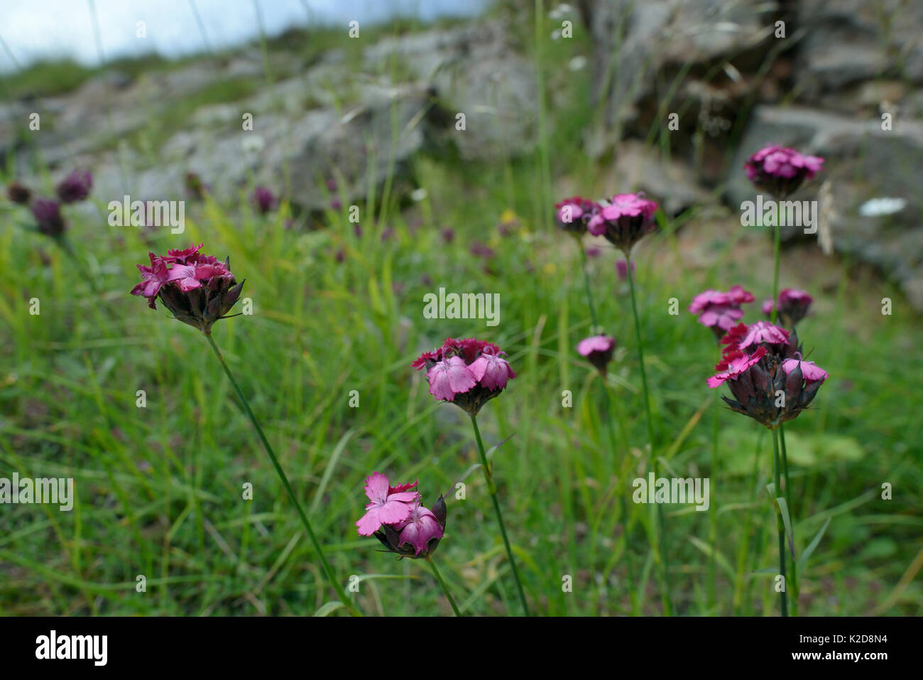 Rosa cartuja/ Cluster-dirigida a rosa (Dianthus carthusianorum) floración entre rocas calizas en el monte Maglic, el Parque Nacional de Sutjeska, Bosnia y Herzegovina, en julio. Foto de stock