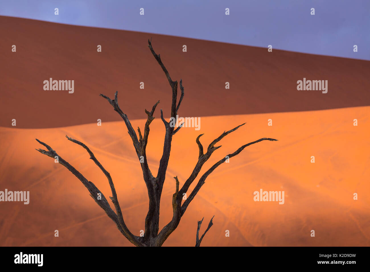 Muertos antiguos Camelthorn tree (Vachellia erioloba) en Deadvlei, Sossusvlei Salar, Namib Naukluft National Park, Namibia Foto de stock