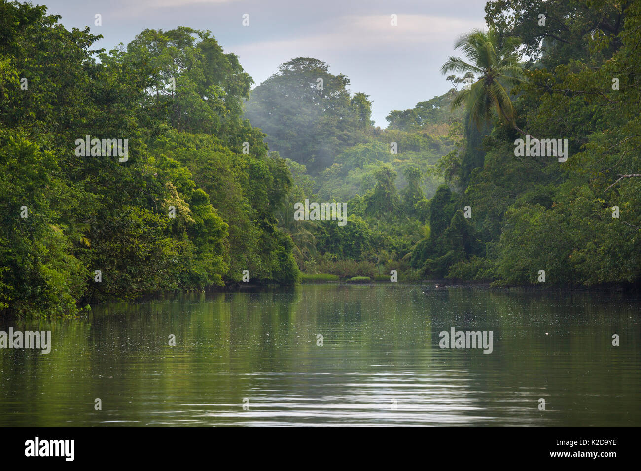 El denso bosque tropical que rodea la boca del estuario, el Parque Nacional Corcovado, Península de Osa, Costa Rica Foto de stock