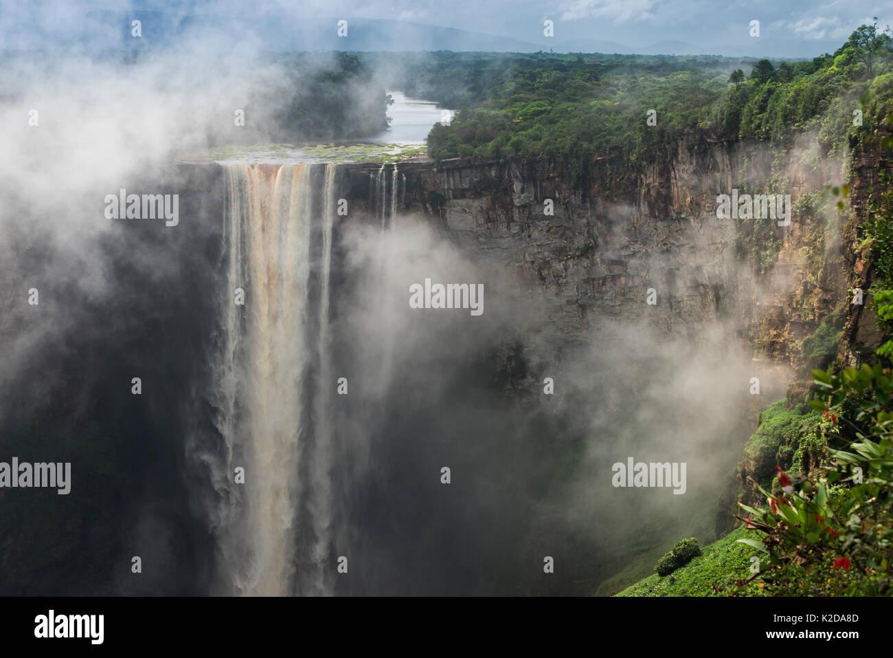 Las cataratas de Kaieteur es el más amplio del mundo única caída de cascada, ubicado sobre el río Potaro en el Parque Nacional de Kaieteur, en Essequibo, Guyana, Sudamérica Foto de stock
