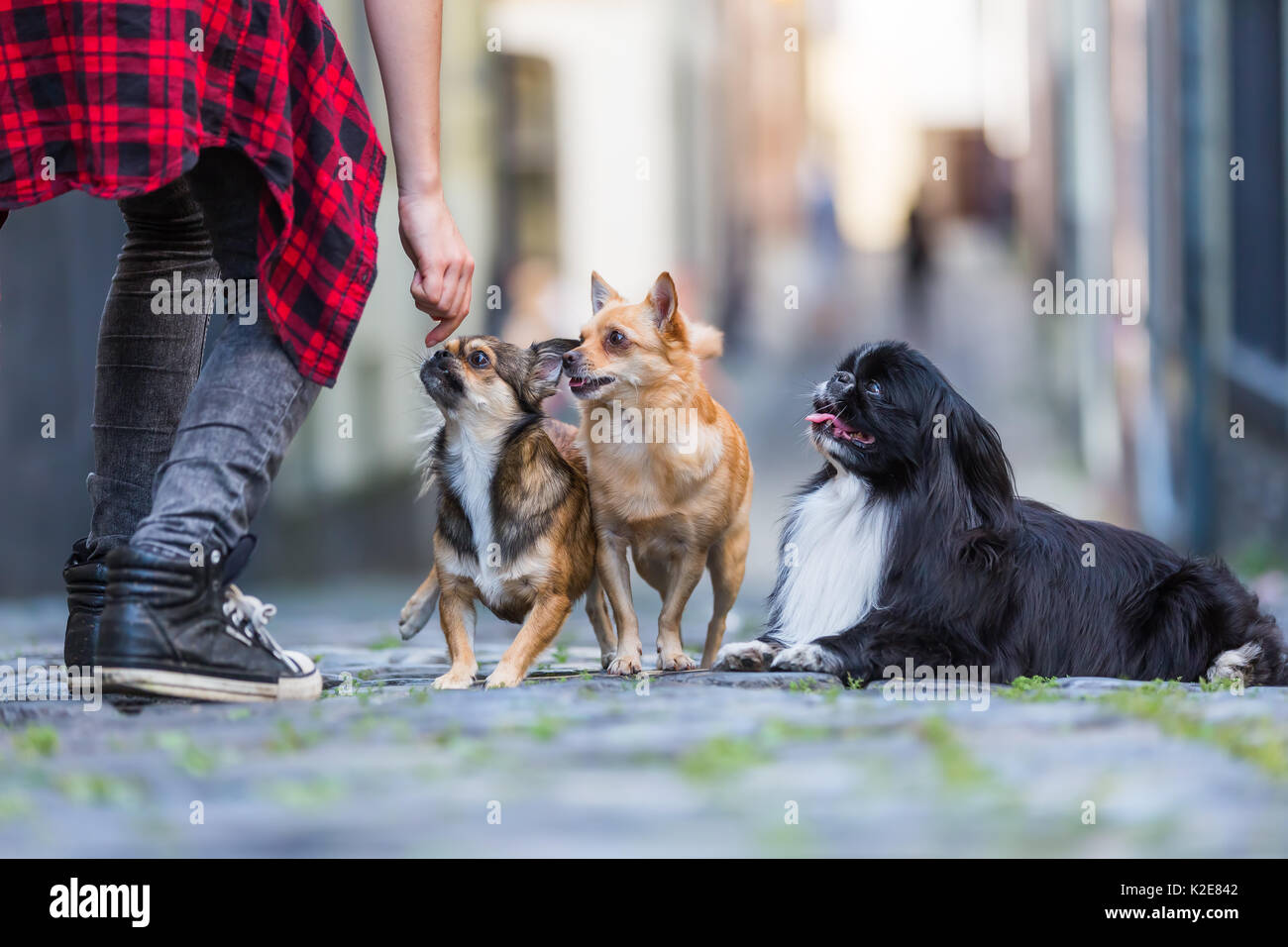 Mujer con tres bonitos perros pequeños en una calle de adoquines en la  ciudad Fotografía de stock - Alamy