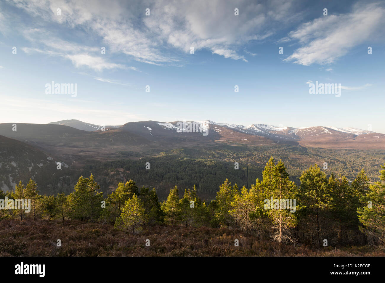 Escoceses de pinos (Pinus sylvestris) regenerador sobre flancos de Ryvoan Pass, Glenmore Bosque, Parque Nacional de Cairngorms, Escocia, Reino Unido, mayo de 2016. Foto de stock