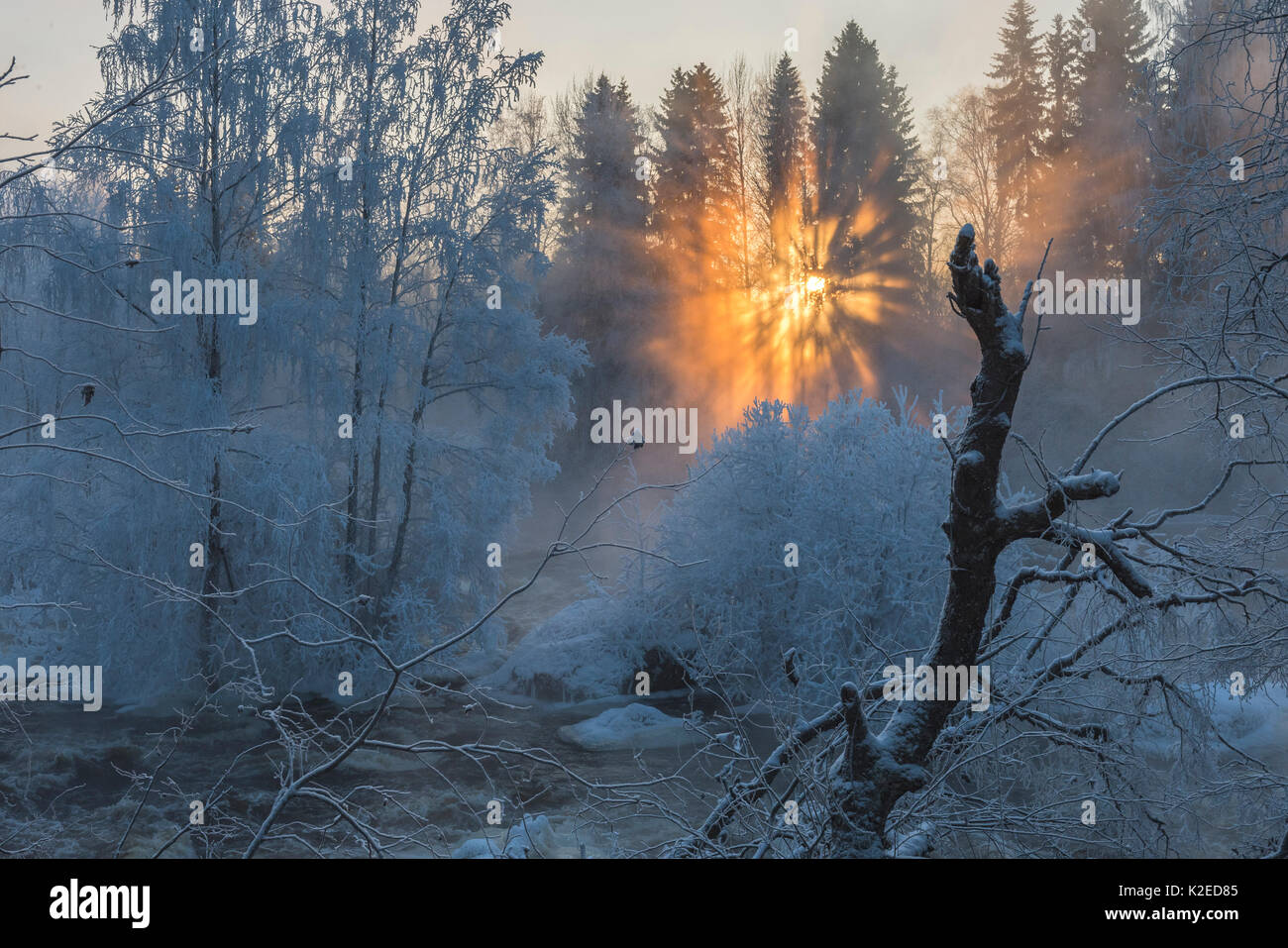 Amanecer sobre río congelado y bosque Kuusaa, Finlandia, Enero. Foto de stock