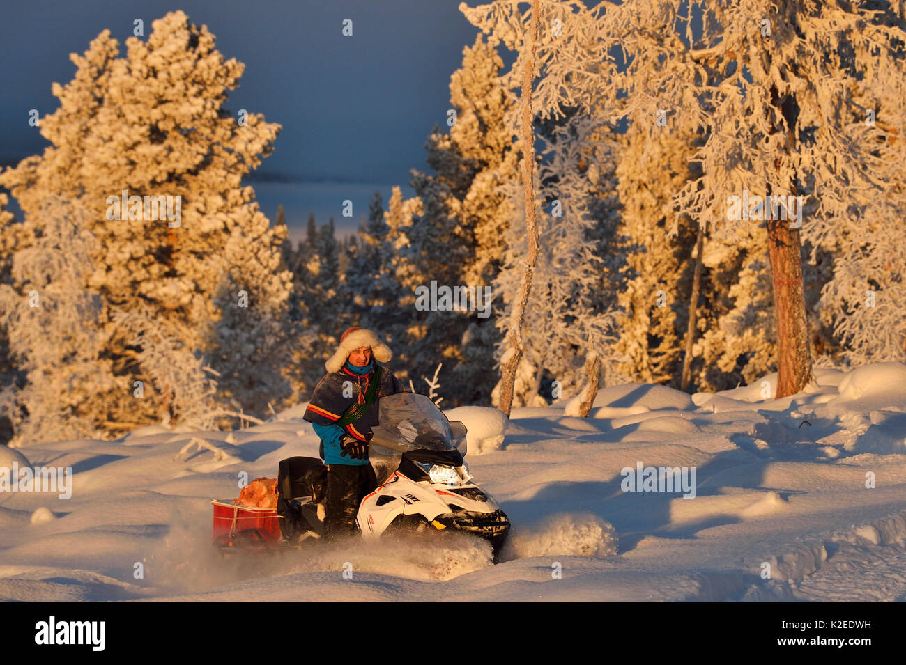 Nils-Torbjorn Nutti, propietario y operador en Nutti Sami Siida, viaje en motonieve en el desierto Jukkasjarvi, Laponia, Laponia, el condado de Norrbotten, Suecia modelo liberado. Foto de stock