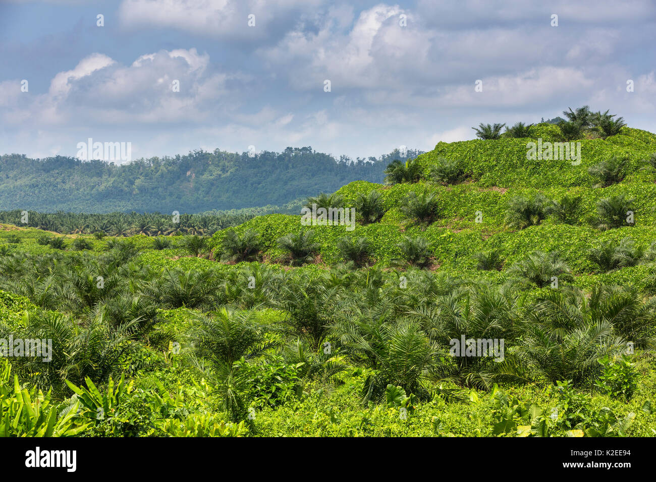 Palma de aceite (Elaeis sp) plantaciones que cubre el paisaje, Sabah, Borneo. Malasia. Foto de stock