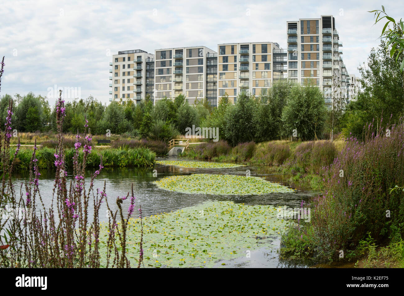 Enriquecimiento ambiental diseñada en urbanización, con estanque de vida silvestre y espacios verdes, East Village en el sitio de alojamiento de la Villa Olímpica, Stratford, London, UK 2014 Foto de stock