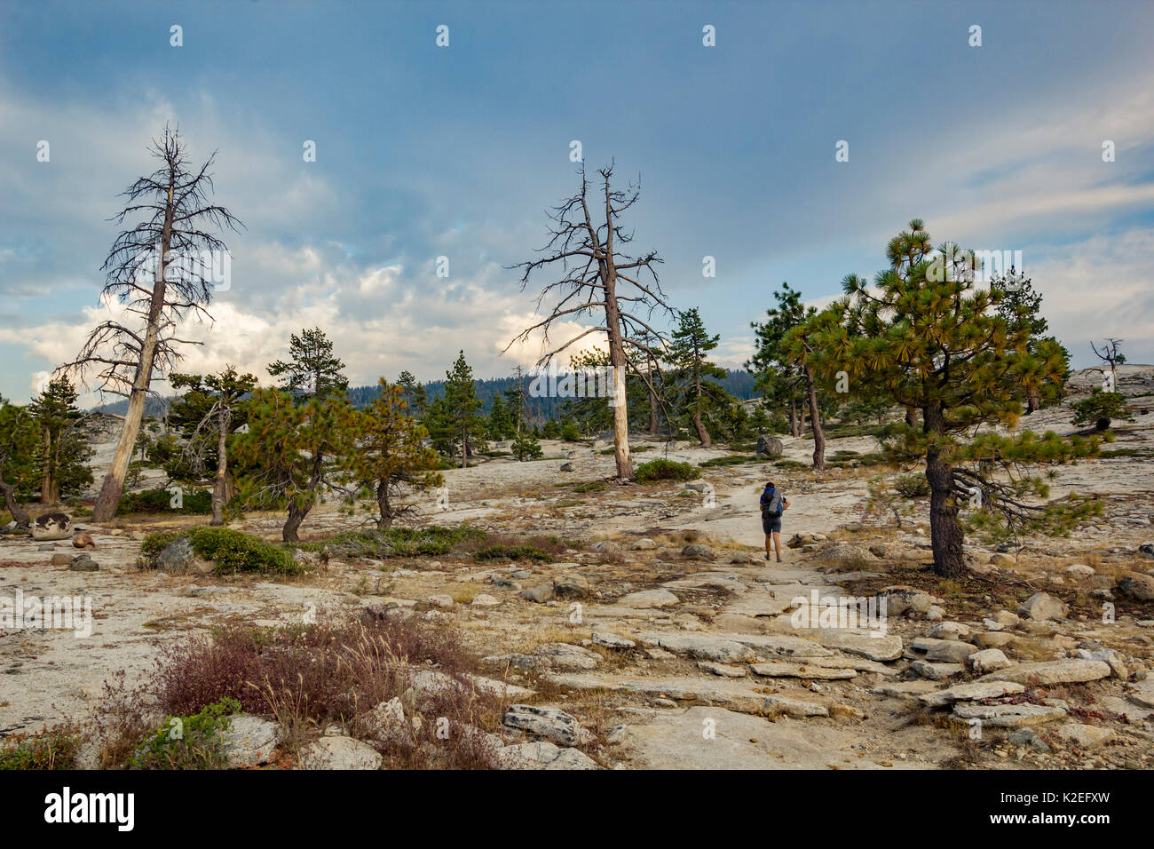 Caminante camina sobre una arista trasera país alborotado Hetch Hetchy en la región del Parque Nacional Yosemite, California, USA. Foto de stock