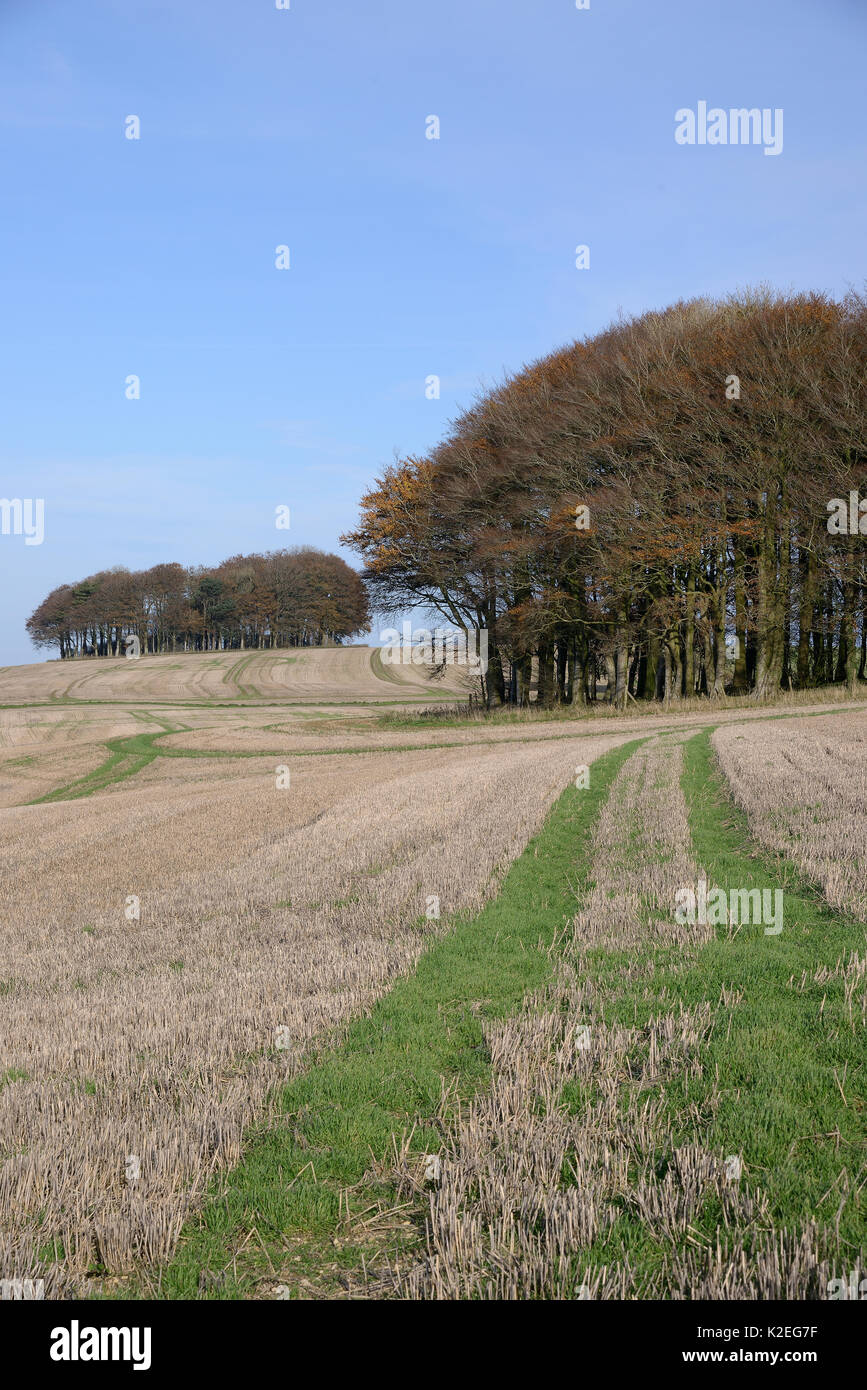 Cúmulos de hayedo (Fagus sylvatica) y cosechadas en el campo arable Ridgeway antigua pista y ruta de larga distancia, Marlborough Downs, Wiltshire, Reino Unido, Noviembre de 2013. Foto de stock