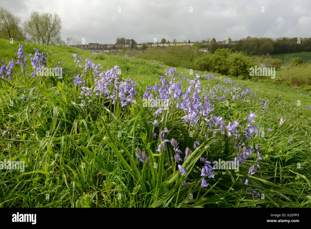 Matas de bluebell Española (Hyacinthoides hispanica), una especie invasora en el Reino Unido, la floración en tierra de residuos urbanos, Salisbury, REINO UNIDO, Abril. Foto de stock
