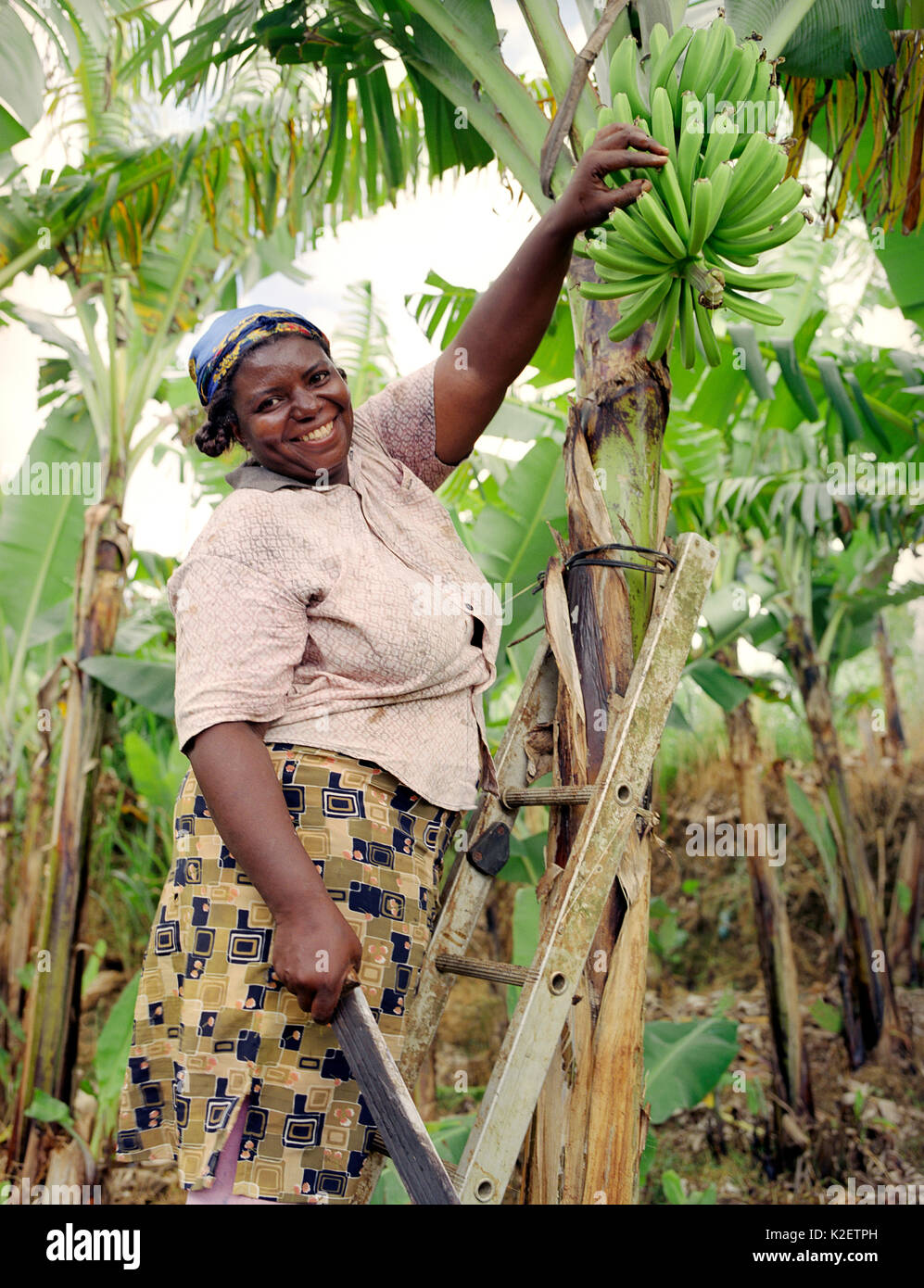 Yolanda Pablo fincas de plátanos. Kingstown, San Vicente y las Granadinas. Indias Occidentales. Foto de stock