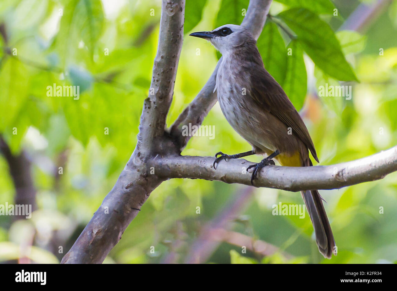 Bulbul (Pycnonotus Yellow-Vented goiavier) Perca en el árbol. Foto de stock