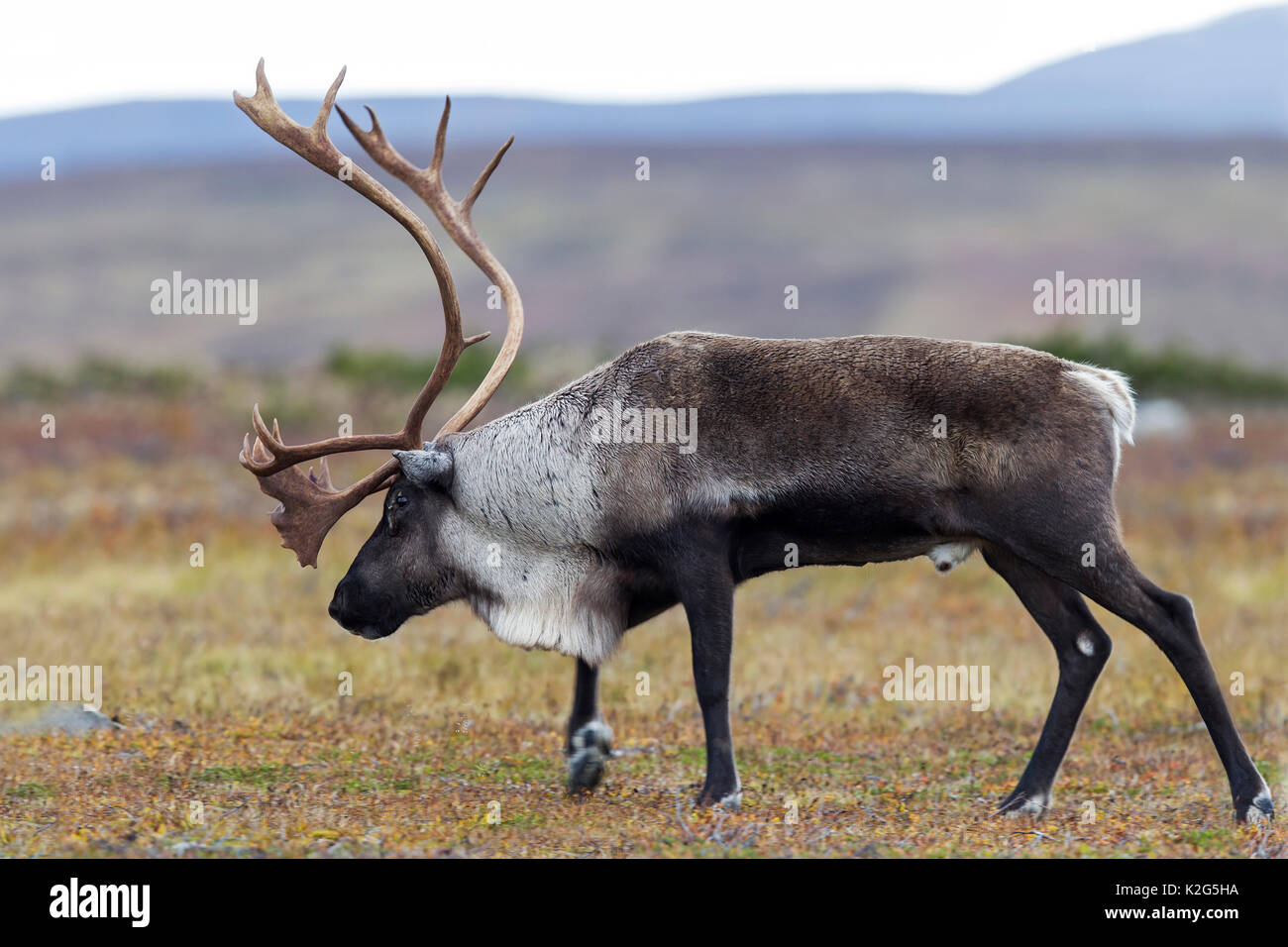 Los renos (Rangifer tarandus), macho en la rodera Foto de stock