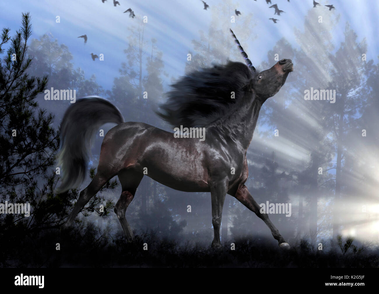 Unicornio, individuo negro con la cabeza levantada y pájaros negros delante del místico bosque neblinoso, composición digital Foto de stock