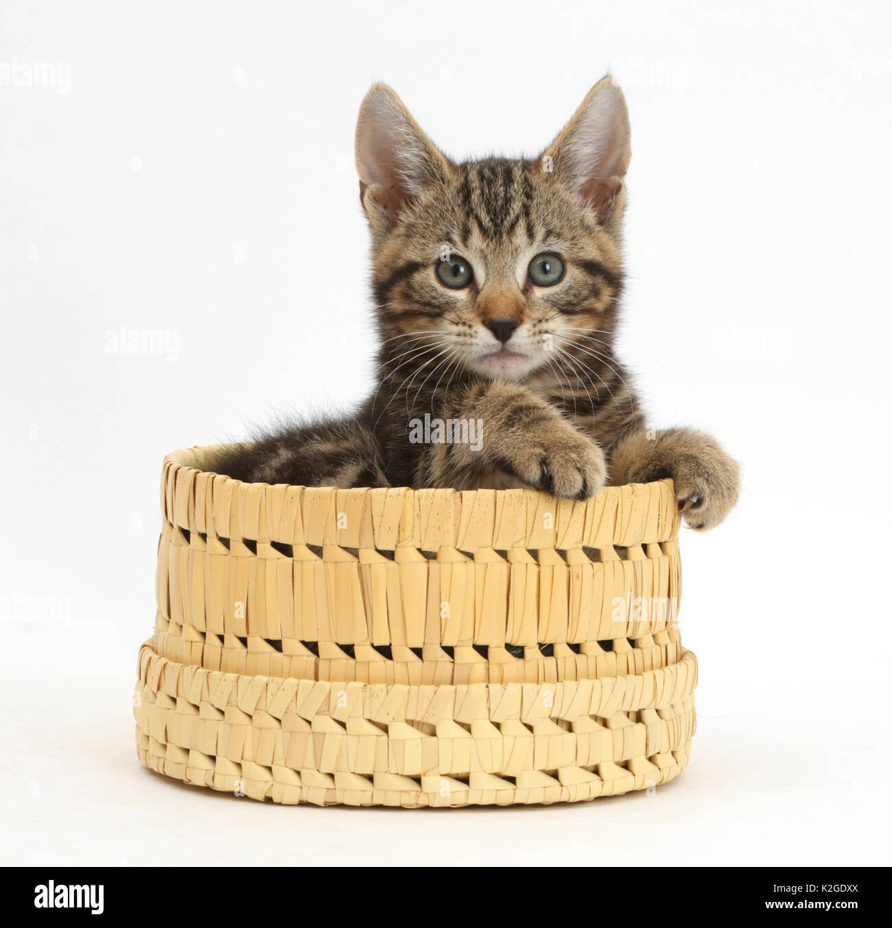 Atigrado gatito, Picasso, de 10 años de edad semanas, en canasta de mimbre. Foto de stock