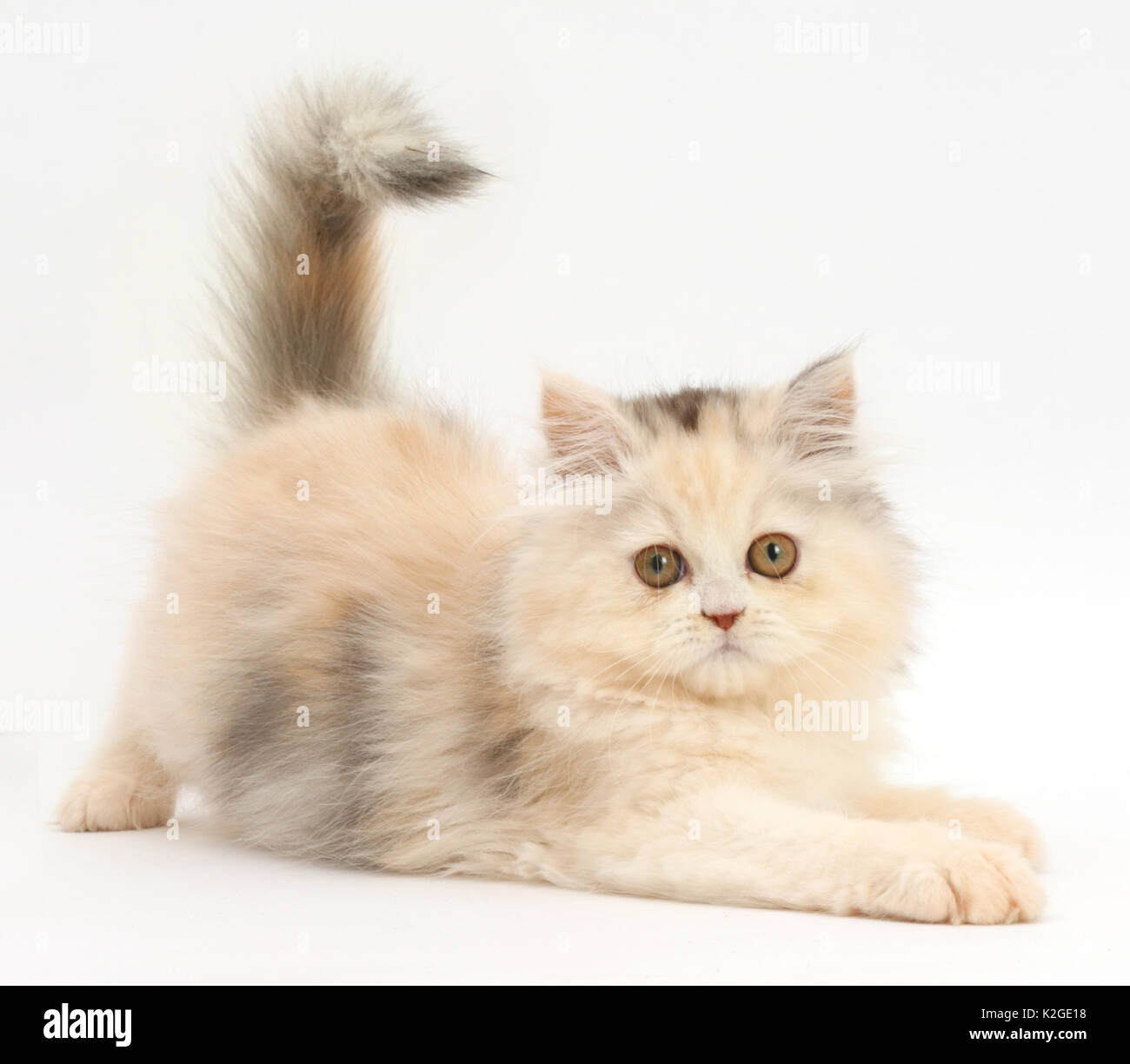 Gatito persa en postura juguetona. Foto de stock