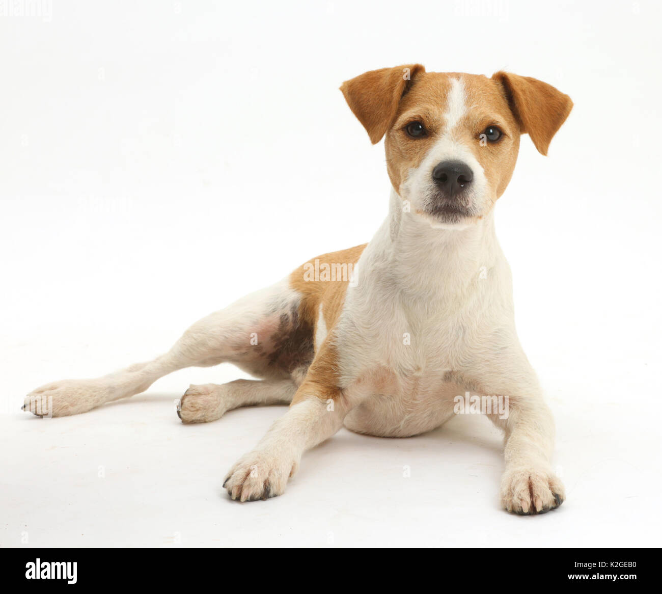 Jack Russell terrier, Bobby, tumbado con la cabeza hacia arriba. Foto de stock