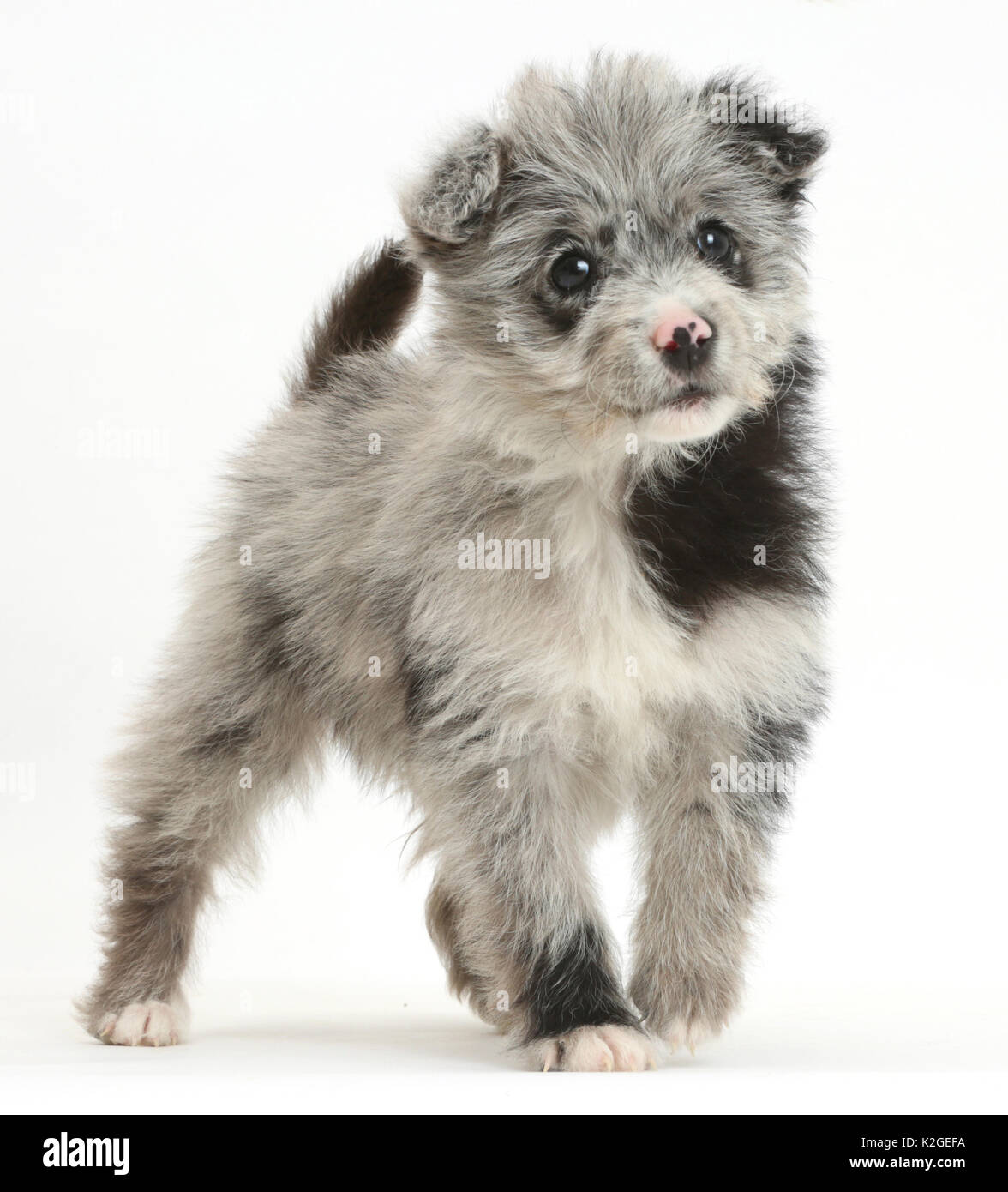 Poodle chihuahua fotografías e imágenes de alta resolución - Alamy