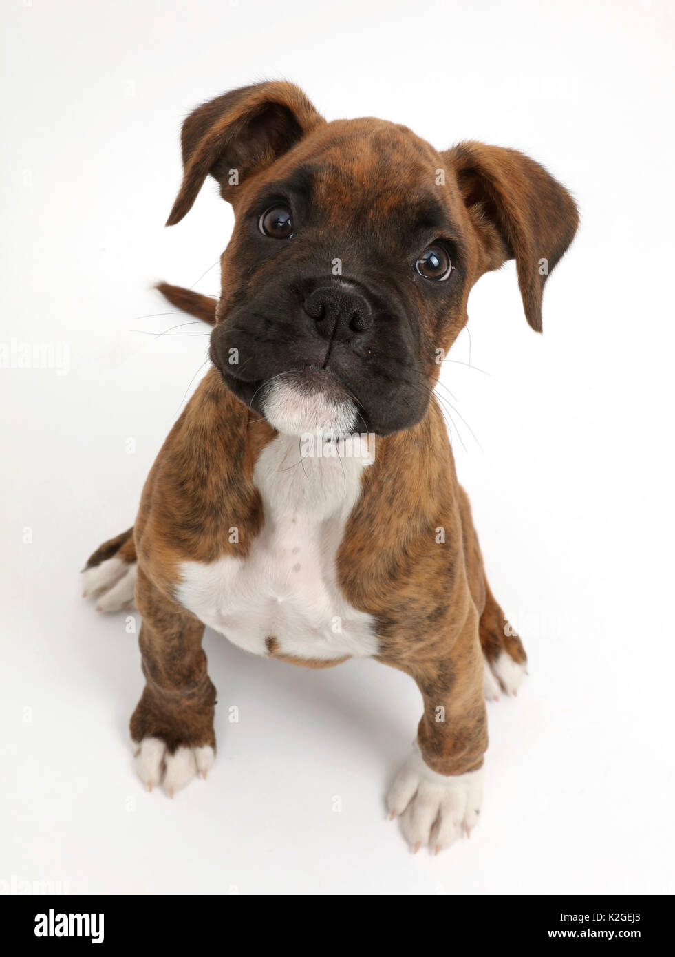 Atigrado Boxer cachorro sentado mirando hacia arriba Fotografía de stock -  Alamy